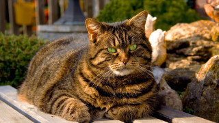 Cat garden bronze sculpture plant - rock free wallpaper