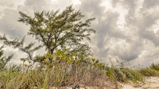 Tree field clouds grass path - adobe lightroom free wallpaper