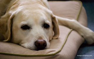 Dog laying on pillow floor - canon 5 0 mm free wallpaper