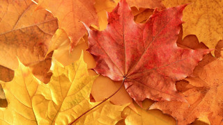 Leaf branch autumn puzzle parasol - a tree branch free wallpaper