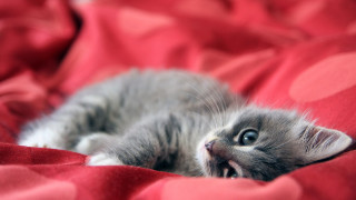 Small kitten red blanket blue - a small kitten free wallpaper