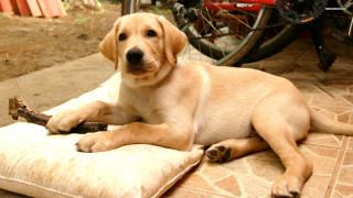 Dog laying pillow ground bike - carl gustaf pilo free wallpaper