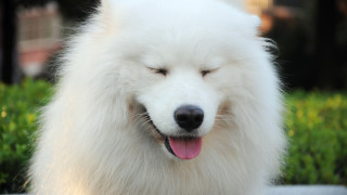 White dog closed eyes grass - dan content free wallpaper