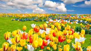Flower field colorful sky clouds - under a blue sky free wallpaper