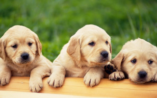 Three puppies sitting on wooden 2 - chang daichien free wallpaper