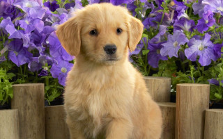 Puppy purple flowers garden wooden 2 - a wooden fence free wallpaper