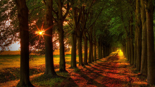 Sunlit forest path autumn nature - sunlight free wallpaper