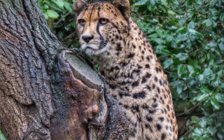 Cheetah stump looking distant blurry - sharp focus free wallpaper