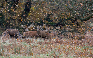 Elk field puzzle award forest - winning free wallpaper for desktop