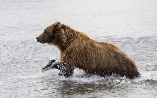 Brown bear wading fish water - a brown bear free wallpaper