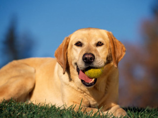 Dog laying grass tennis ball - its mouth free wallpaper