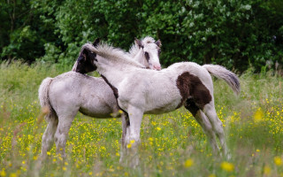 Horses field flowers trees yellow - two horse free wallpaper
