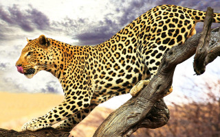 Leopard tree branch open mouth - tongue free wallpaper