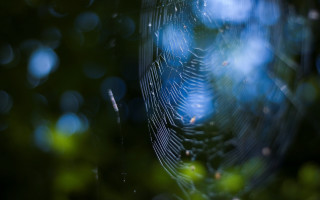 Spider web trees blue sky - the background of the image free wallpaper