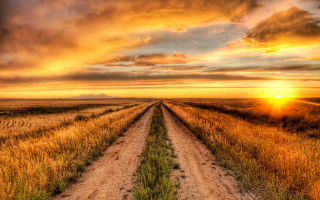 Dirt road sunset grass bushes - a few bush free wallpaper