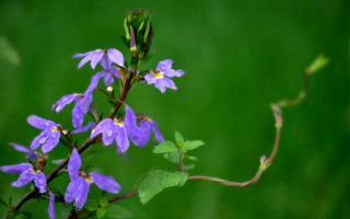 Purple flower green leaves blurry - a purple flower free wallpaper