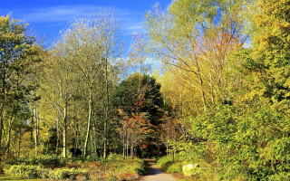 Dirt road autumn fall nature - tree and grass free wallpaper
