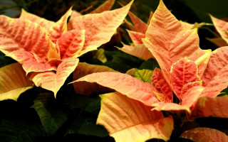 Plant red yellow flowers green - a close up of a plant free wallpaper