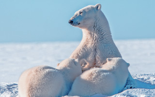 Polar bear snow horizon ocean - its head on free wallpaper