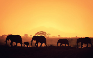 Elephants sunset mountains trees campfire - a group of elephants free wallpaper