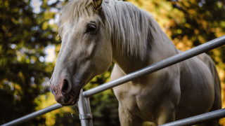 Horse fence sun trees blurry - a horse free wallpaper
