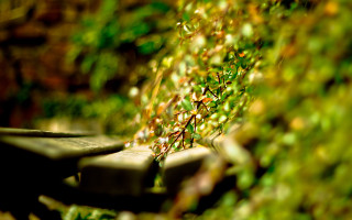 Bench plant blur background bokeh - a plant free wallpaper