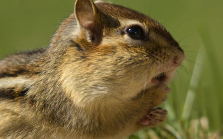 Squirrel eating grass sunny wide - chippy free wallpaper