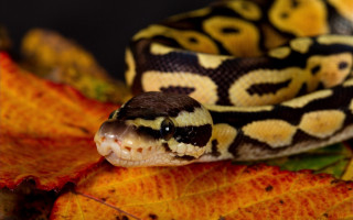 Cobra leaf autumn blurry fire - its head free wallpaper