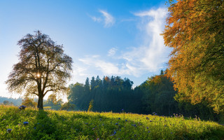 Tree field sky clouds blueflowers - nature free wallpaper