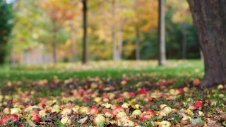 Apple field park fall christmas - under free wallpaper