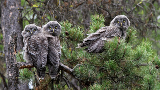 Three owls pine branch woods - ecological art free wallpaper for desktop