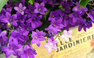 Purple flower bouquet garden home - a bunch free wallpaper for desktop