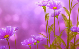 Purple flower sunset blurry background - a blurry background behind them free wallpaper