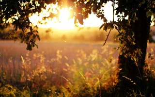 Autumn leaves forest sunset fire - sunlight free wallpaper