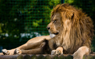 Lion rock zoo forest grass - farid mansour free wallpaper