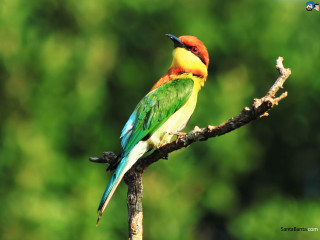 Colorful bird tree branch forest 2 - the background and a blurry background free wallpaper
