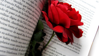 Red rose on love page - araceli gilbert free wallpaper