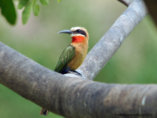 Colorful bird tree branch blurry - a blurry background of leaves free wallpaper