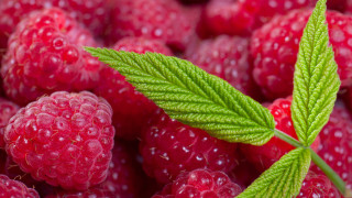 Raspberries leaf water droplets macro - a leaf free wallpaper