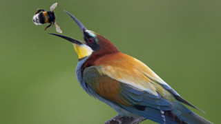 Colorful bird bug bee branch - colorful free wallpaper