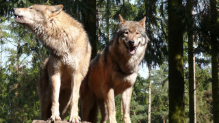 Two wolfs standing log forest - caspar wolf free wallpaper