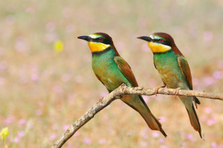 Birds branch flower field pink - beak free wallpaper