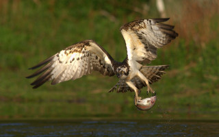 Bird flying over water fish 2 - brian chippy dugan free wallpaper