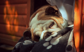 Dog sleeping blanket house window - outside free wallpaper