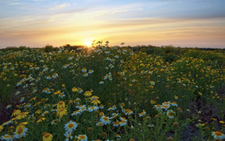 Wildflower sunset clouds ecological art - betye saar free wallpaper