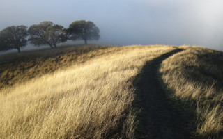 Foggy country path grass trees - a photo free wallpaper
