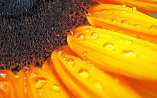Sunflower water droplets blue background - a black center free wallpaper