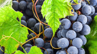 Grapes green leaves water droplets - a bunch of grapes free wallpaper