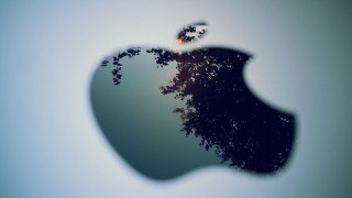 Shadow apple tree night moon - free bird wallpaper