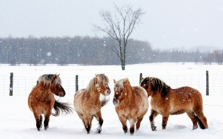 Horses running snow fenced trees - tonalism free wallpaper